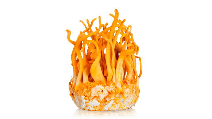 CROPcordvcepsmushroom